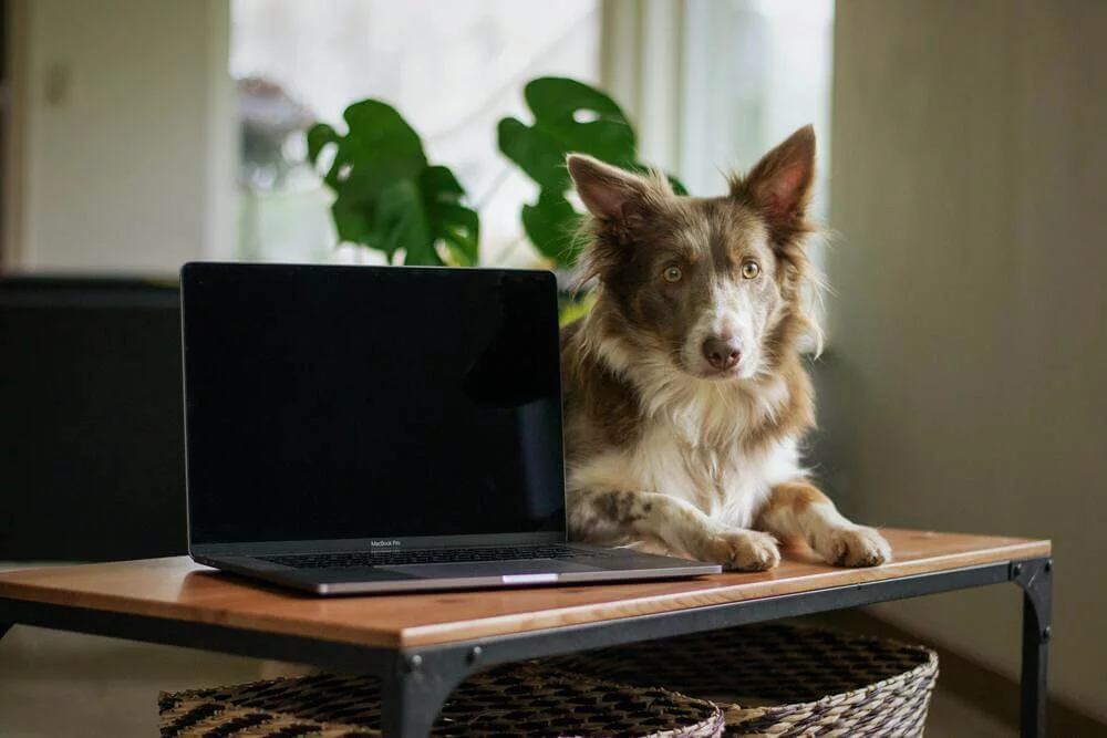 work with pet